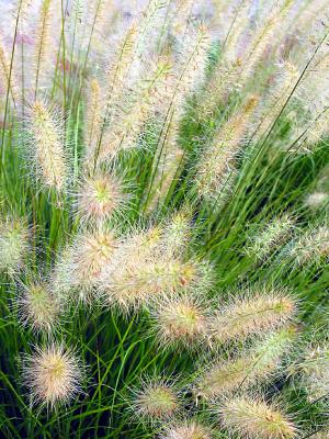 Harbor grasses