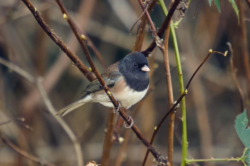 Dark-Eyed Junco