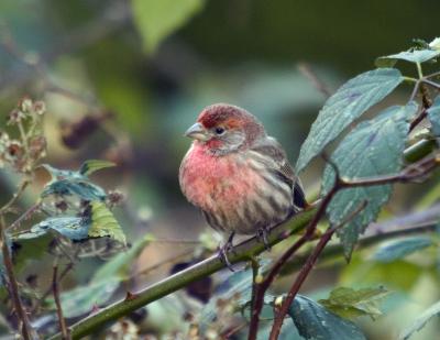 House Finch ( M )