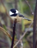 Black-Capped Chickadee