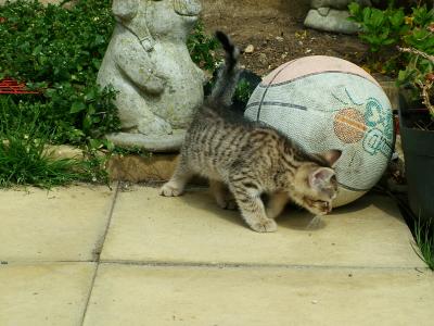 BASKET BALL?