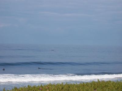 Surfers & Whale Spout In Distance.jpg
