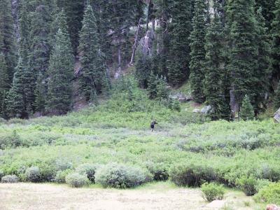 Bull Moose, Just Outside of Camp