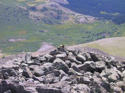 Marmot...I'm King Of The Hill Here!