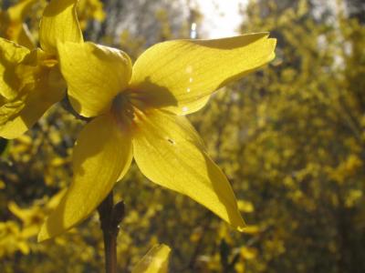 Forsythia