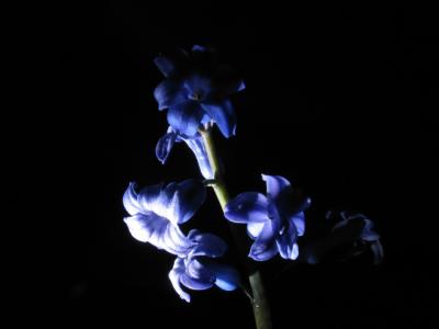 Hyacinth 1