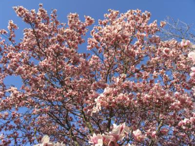 Magnolia sky