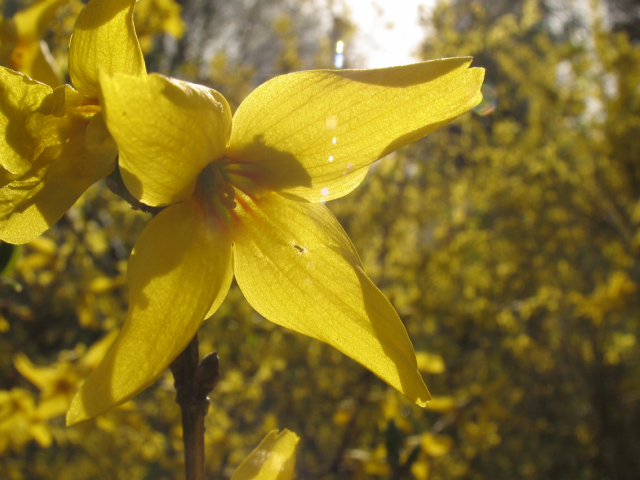 Forsythia