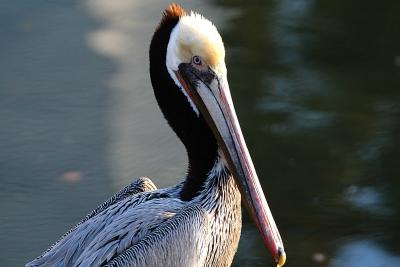 pelican