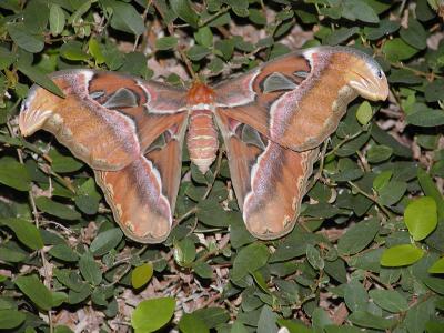 The Atlas Moth