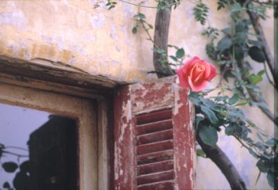 flower-under-acropolis.jpg