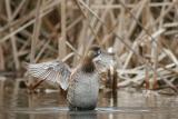 Pied-Billed Grebe