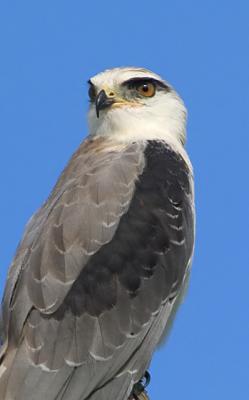 Black Shouldered Kite (BSK) Gallery