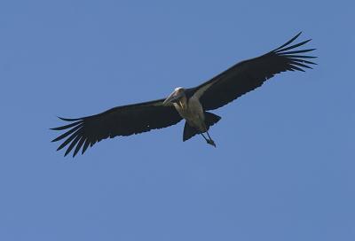 Lesser-Adjutant-Storks in flight
