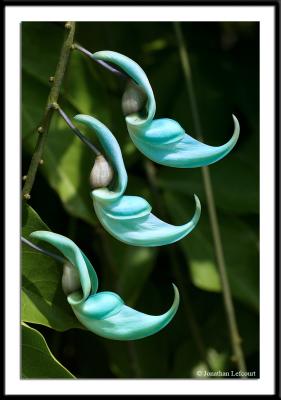 Jade Vine - web.jpg