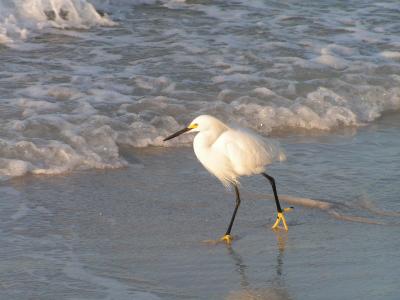 One of the many egrets strutting into the surf. Florida04 010.jpg