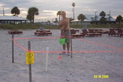 A protected leatherback turtle nest. turtlenest.jpg