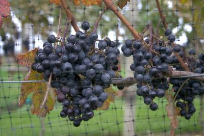 u13/jllasker/medium/35459259.wine8b.jpg