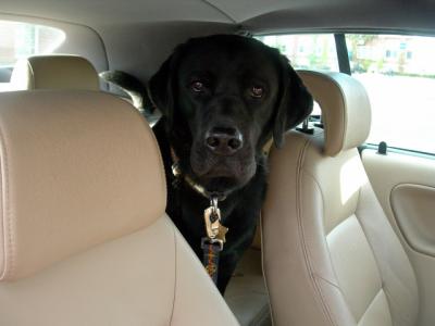 My back seat driver April 25 2005 p.jpg