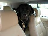 My back seat driver April 25 2005 p.jpg