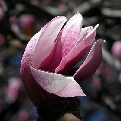 'Tulip' Magnolia