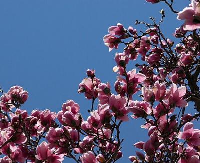 'Tulip' Magnolia