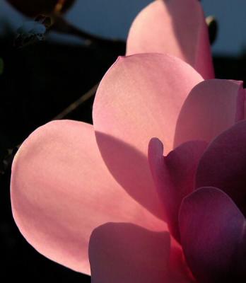 'Jane' Magnolia'