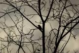 20050113 -- 3367.jpg Canon 20D + 200 / 2.8L