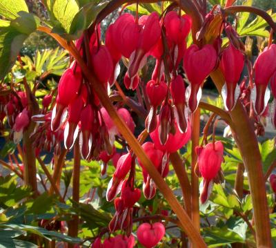 Bleeding Heart.