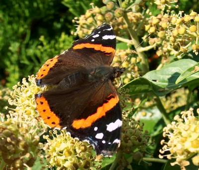 Red Admiral.