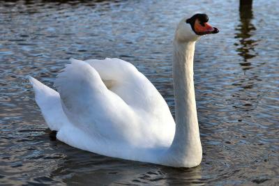 Mute Swan.