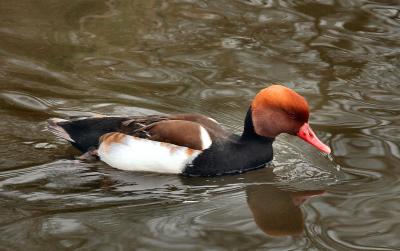 Red-Crested Pochard.