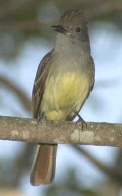 flycatcher.jpg