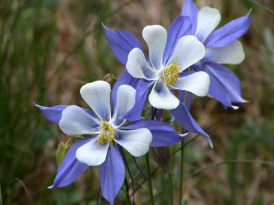 Columbine Trio