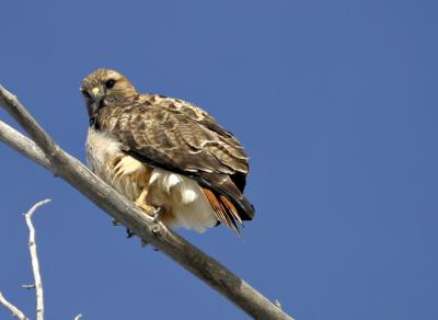 RedTailedHawk2.jpg