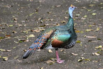 OcellatedTurkey-Tikal, Guatemala