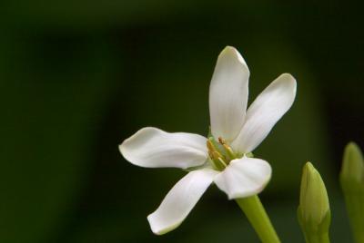 Rangoon Creeper