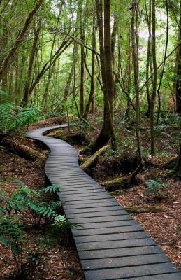 Tahune forrest walk