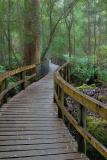 The boardwalk to Hastings Caves