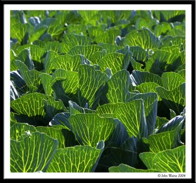 Deep Veined Cabbages