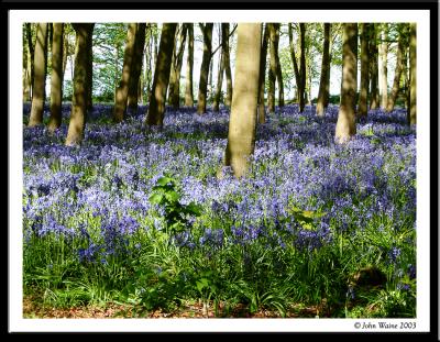 Bluebells, Badbury Woods, Oxfordshire, England