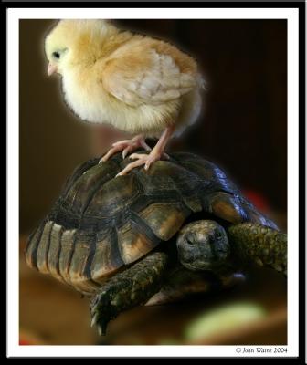 Chick and tortoise