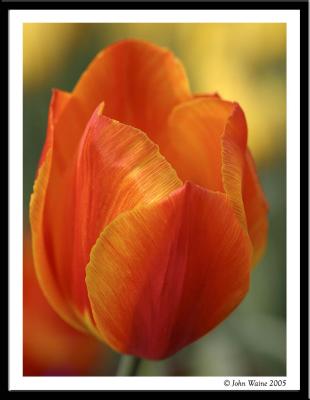 Royal Tulip
