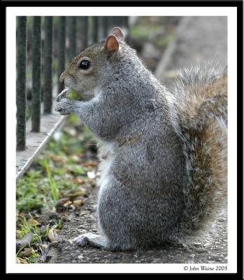 Squirrel in St James's Park, London 2