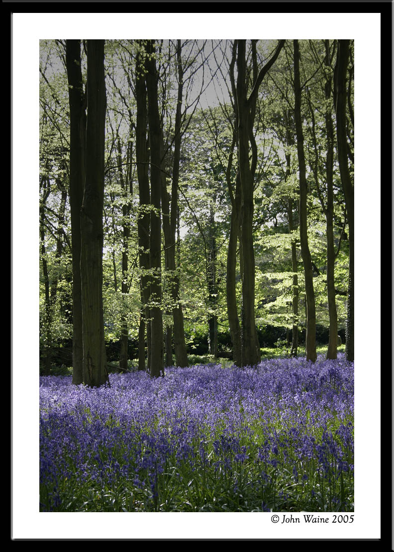20050503 More Bluebells at Badbury Hill, Coleshill, Oxfordshire