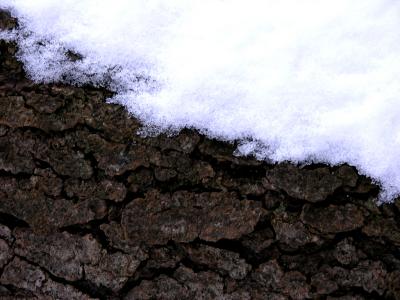 Tree Bark