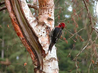 Woodpecker