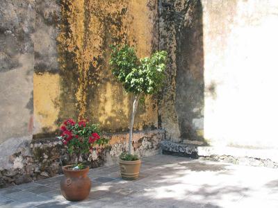 wall, flowers, la Catedral de la Asuncin
