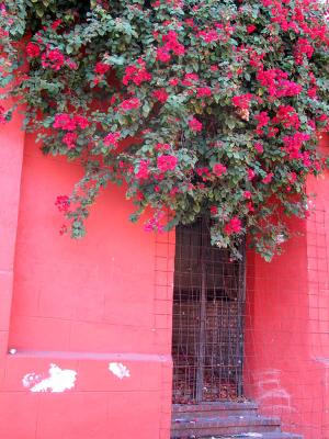 red bougainvillea, red wall