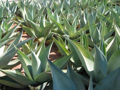 agave, details